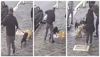 VÍDEO: Ataque de pitbull a shar-pei assusta moradores de Perdizes e alerta para descumprimento de lei da focinheira em SP  