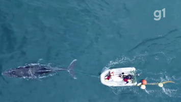 VÍDEO: Baleia-jubarte é resgatada após ficar enroscada em rede de pesca em Ubatuba