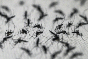 Dracena confirma uma morte por dengue; cidade já supera total de casos registrados em 2025