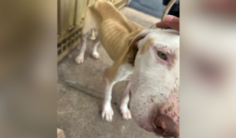 Cachorro é encontrado debilitado e tutor acaba multado em R$ 3 mil em Presidente Prudente