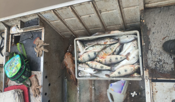 Homem é multado em R$ 2,1 mil por pesca irregular e tem 59 kg de peixes apreendidos no interior de SP