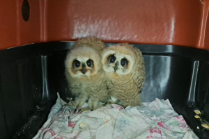 Filhotes de coruja-orelhuda são resgatados em condomínio de luxo no litoral de SP; VÍDEO