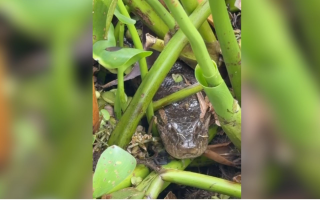 VÍDEO: sucuri de aproximadamente 3,5 metros é capturada em Parque Turístico de Buritama
