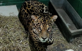 Onça-pintada viaja 3 mil km para iniciar projeto de reprodução da espécie no interior de SP