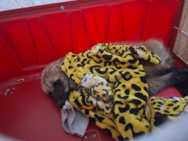 Lobo-guará é resgatado em canaleta às margens de rodovia em Itapetininga
