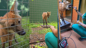 Do 'dar a pata' a receber injeção sem anestesia: vídeo viral de lobo-guará de 14 anos mostra treino em zoo do interior de SP