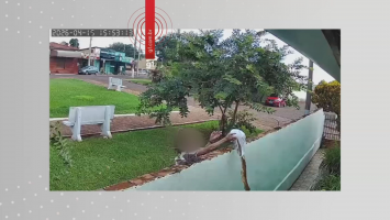 Família denuncia vizinha por ataques com vidro, ácido e fezes no interior de SP: 'Sensação de impotência'