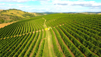Café: poder de compra de fertilizantes pelo produtor recua no início da abubação da safra; entenda 